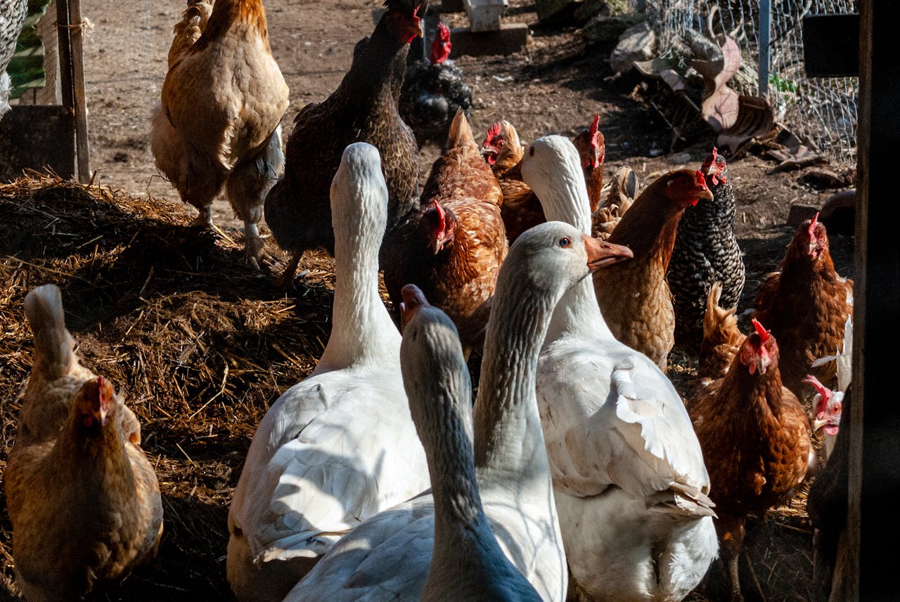 Geese grazing on farm pasture