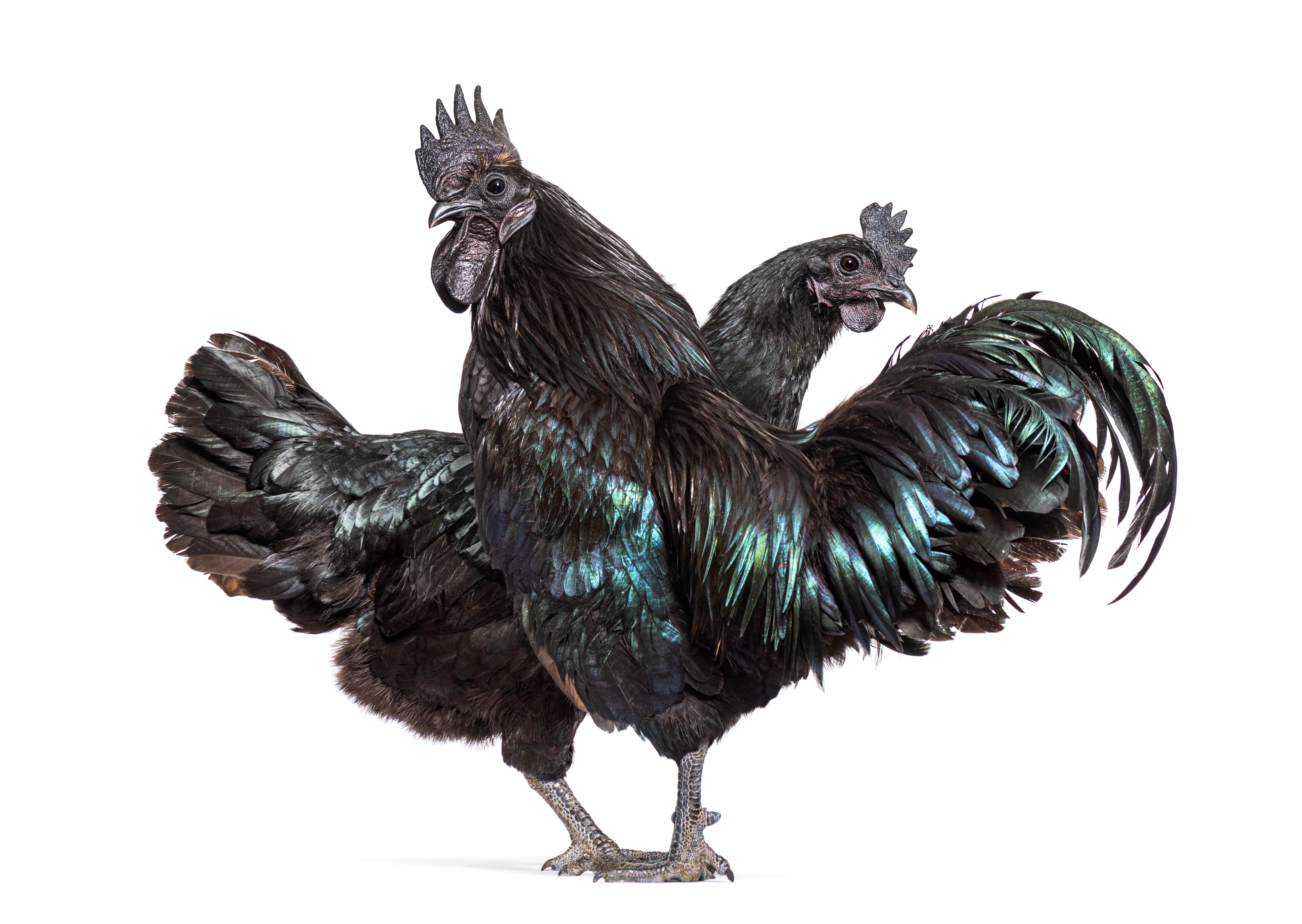 Ayam Cemani rooster and hen