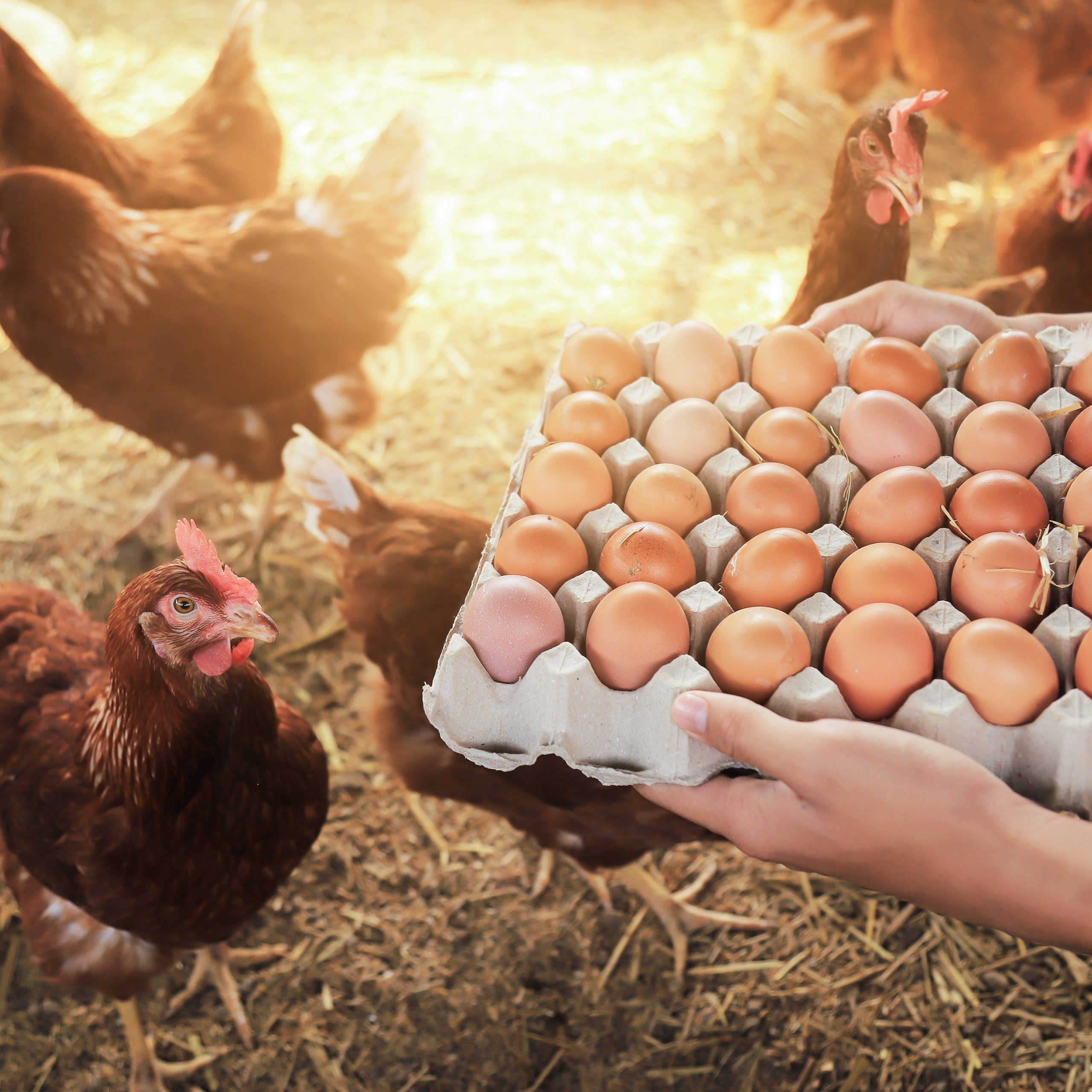 Child holding fresh farm eggs