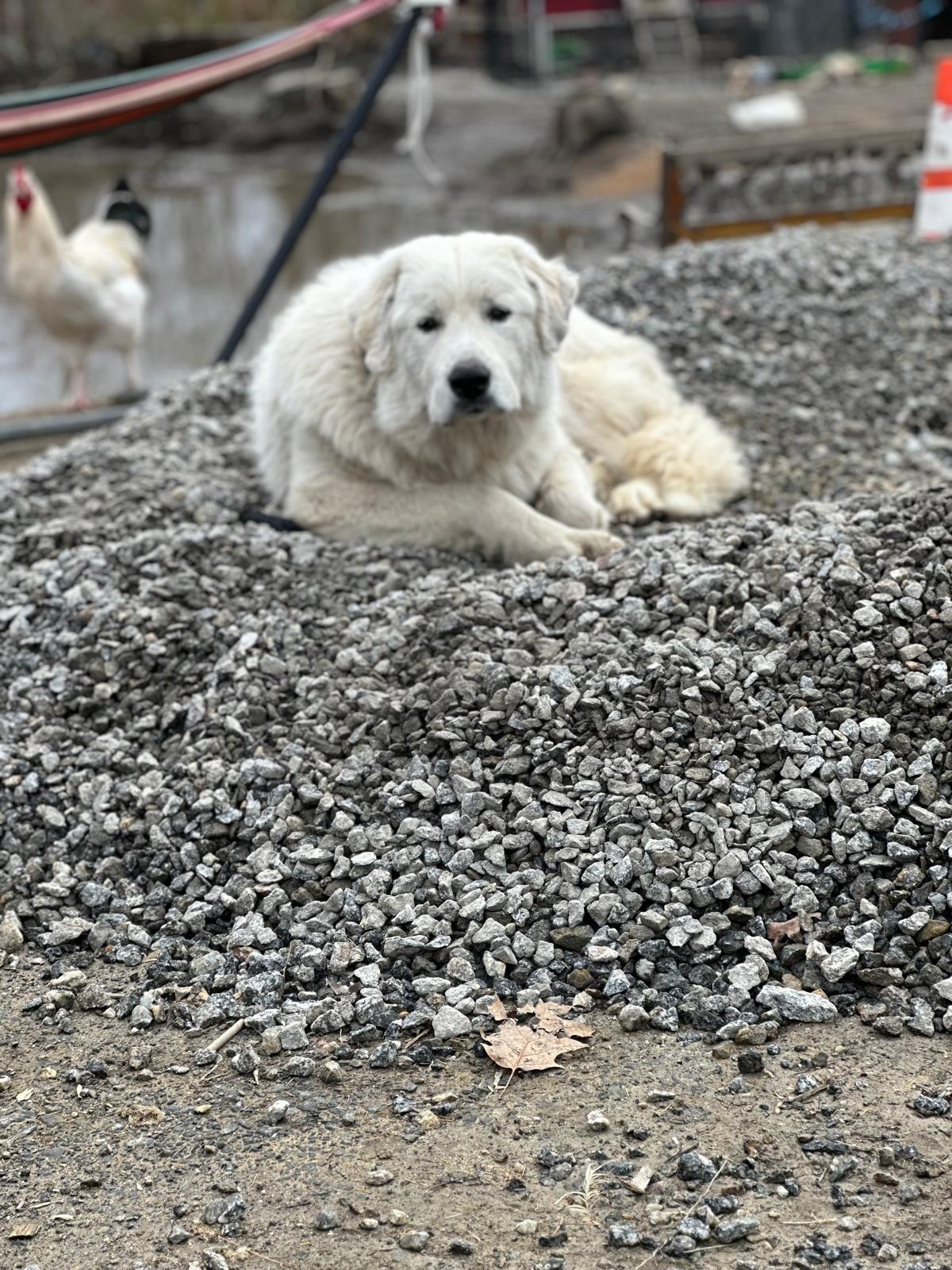 Casper on duty watching over the flock