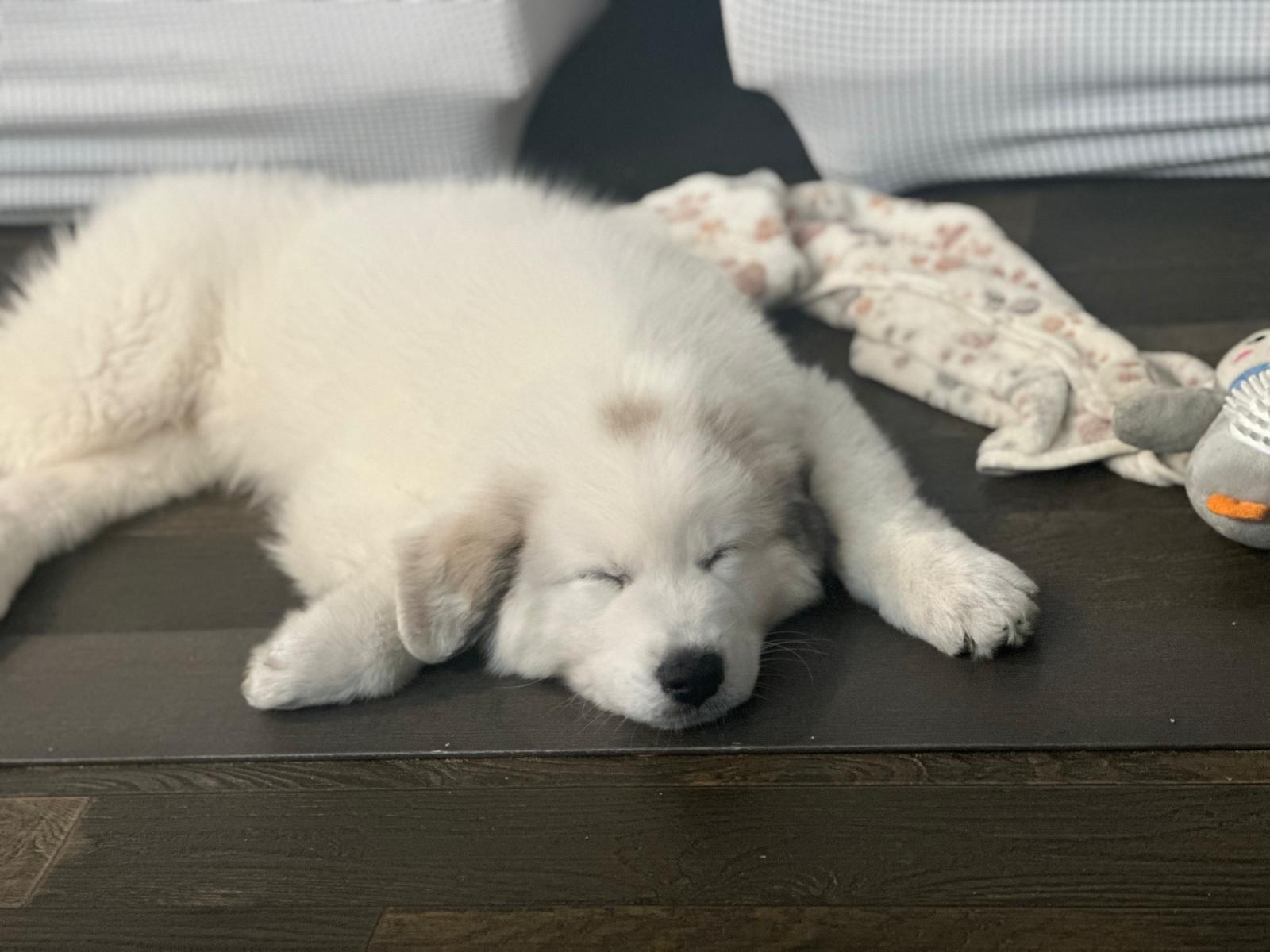 Casper as a puppy